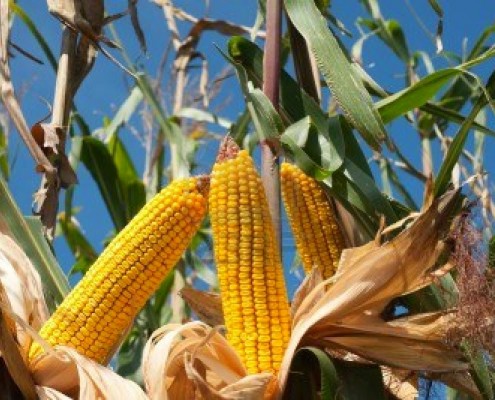 corn-field