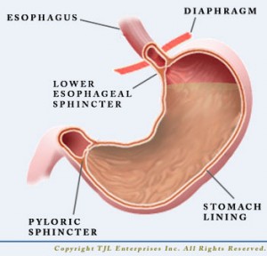 Stomach-Plain